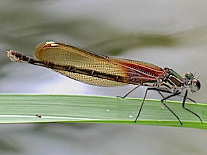 American Rubyspot - Hetaerina americana